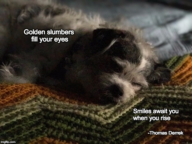 Patches | Golden slumbers fill your eyes; Smiles await you when you rise; -Thomas Derrek | image tagged in dog memes | made w/ Imgflip meme maker