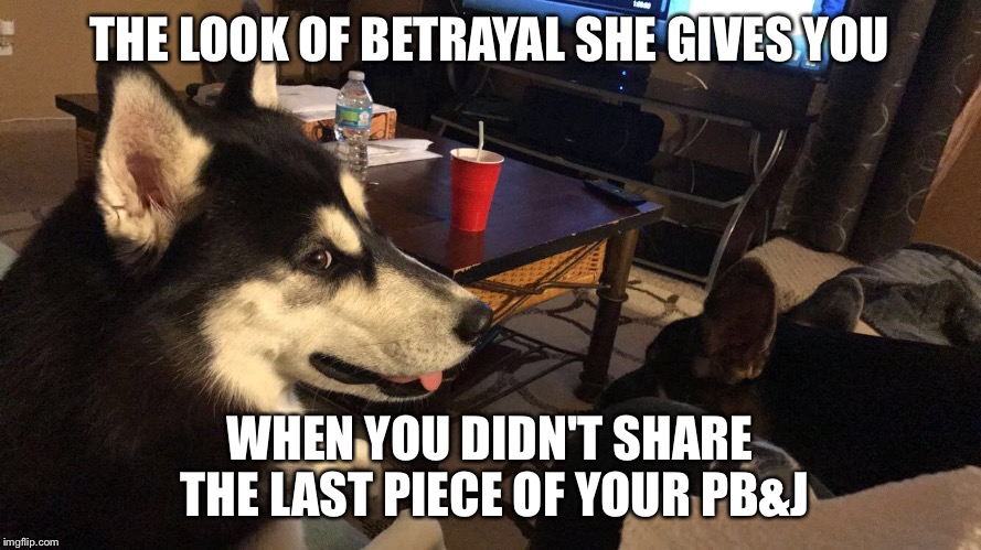 Her side eye is strong  | THE LOOK OF BETRAYAL SHE GIVES YOU; WHEN YOU DIDN'T SHARE THE LAST PIECE OF YOUR PB&J | image tagged in dogs,side eye,betrayed | made w/ Imgflip meme maker