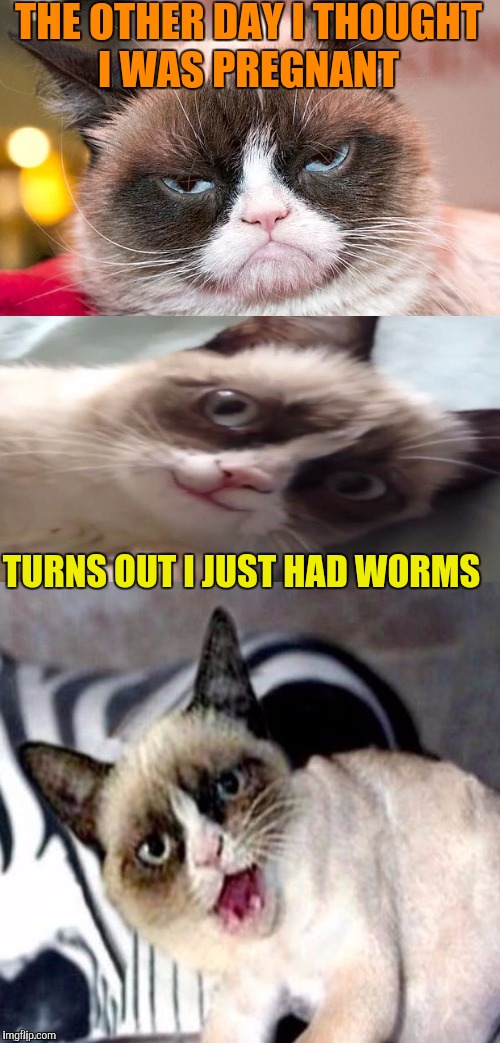 Bad Pun Grumpy Cat - Imgflip