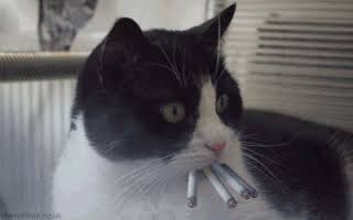High Quality Cat smoking  Blank Meme Template