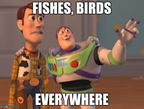 X, X Everywhere Meme | FISHES, BIRDS EVERYWHERE | image tagged in memes,x x everywhere | made w/ Imgflip meme maker
