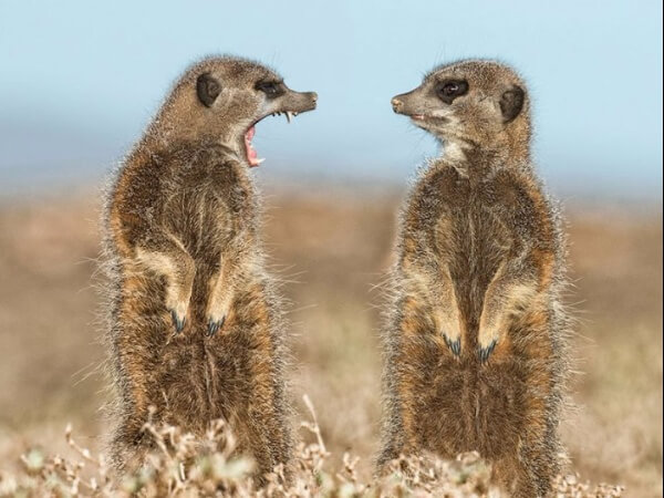 meerkats Blank Meme Template