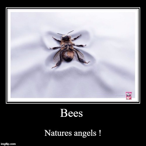 Bees , Natures angels  | image tagged in bees,angels,nature,snow | made w/ Imgflip demotivational maker