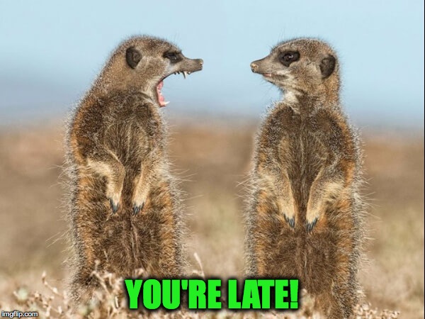 Late For Work | YOU'RE LATE! | image tagged in meerkats | made w/ Imgflip meme maker