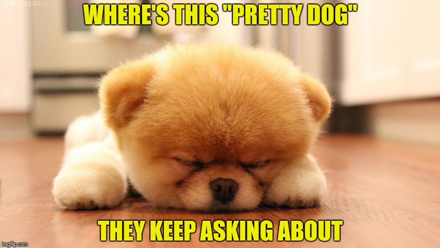Sleeping dog | WHERE'S THIS "PRETTY DOG" THEY KEEP ASKING ABOUT | image tagged in sleeping dog | made w/ Imgflip meme maker