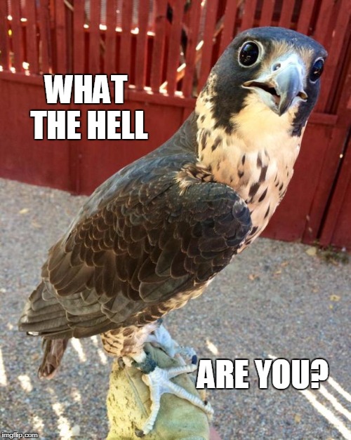 WHAT THE HELL ARE YOU? | made w/ Imgflip meme maker