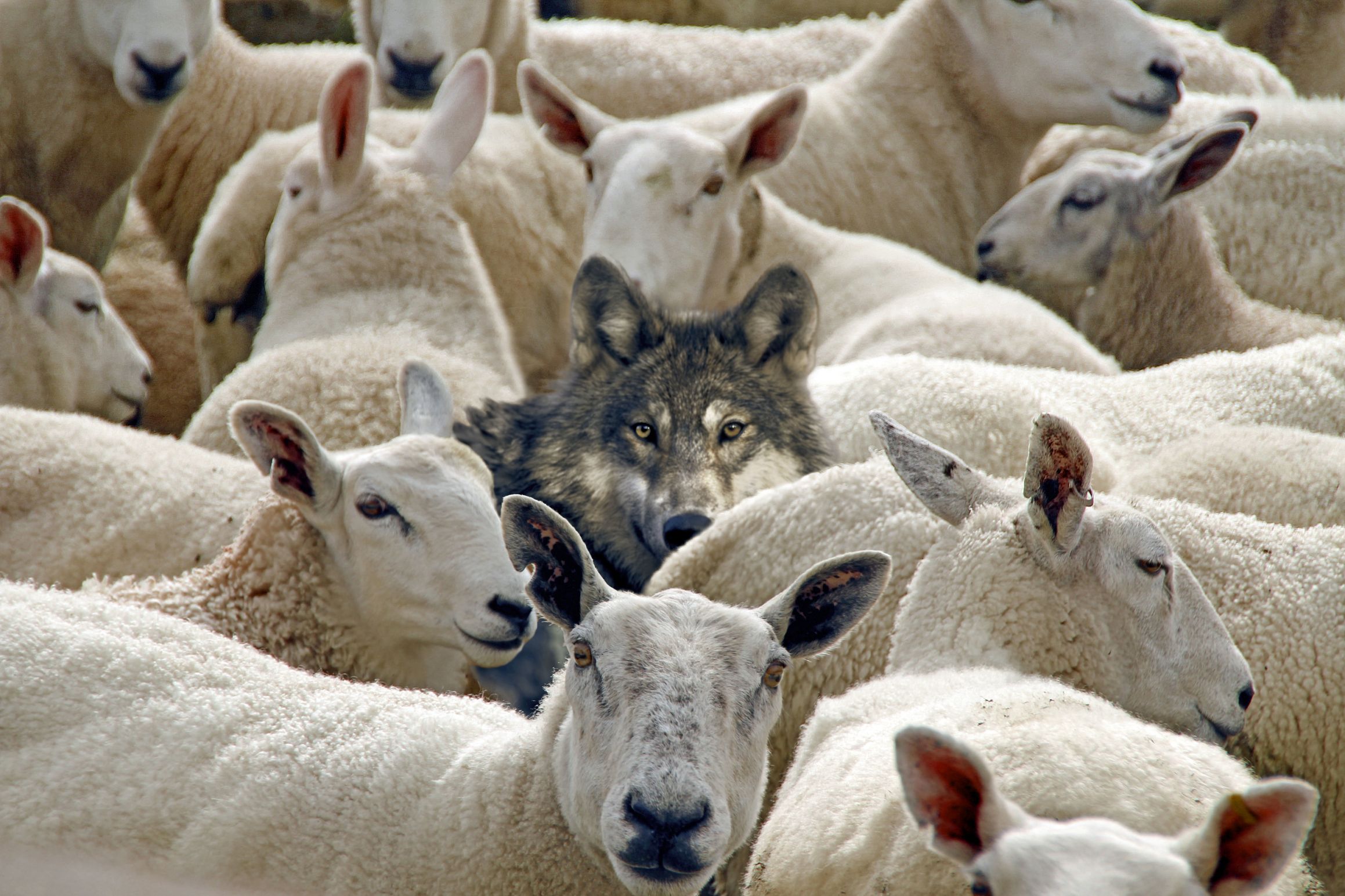 Wolf in Sheeps Clothing Blank Meme Template