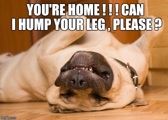 Sleeping dog | YOU'RE HOME ! ! ! CAN I HUMP YOUR LEG , PLEASE ? | image tagged in sleeping dog | made w/ Imgflip meme maker