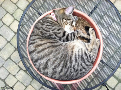 kitty pot curls | image tagged in cats,cute,animals | made w/ Imgflip meme maker