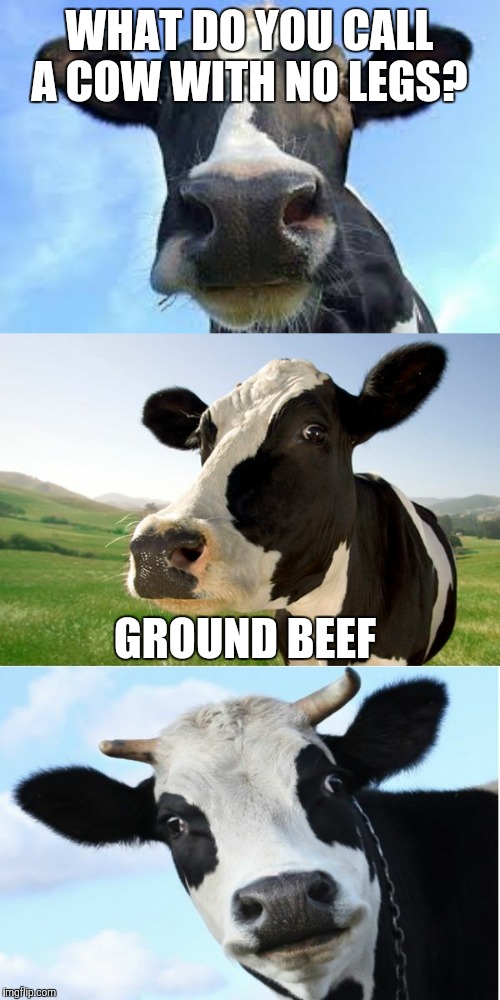 Bad Pun Cow | WHAT DO YOU CALL A COW WITH NO LEGS? GROUND BEEF | image tagged in bad pun cow | made w/ Imgflip meme maker