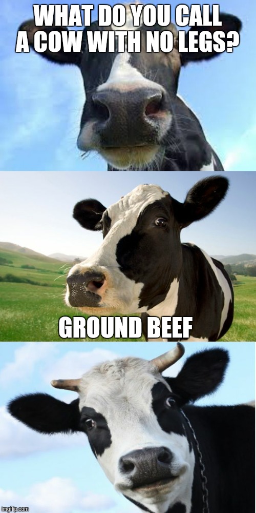 Bad Pun Cow Imgflip