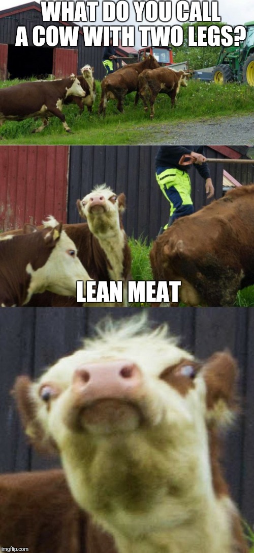 Bad pun cow  | WHAT DO YOU CALL A COW WITH TWO LEGS? LEAN MEAT | image tagged in bad pun cow | made w/ Imgflip meme maker