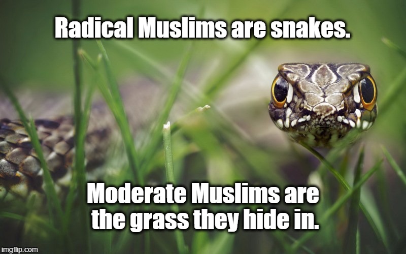 Radical Muslims are snakes | Radical Muslims are snakes. Moderate Muslims are the grass they hide in. | image tagged in muslims,snakes,serpents,radical islam,radical muslims | made w/ Imgflip meme maker