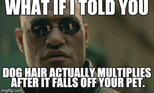 My hate for dog hair is only partially eclipsed by my emphatic adoration of my canine companion, how dare you call her a "pet" | WHAT IF I TOLD YOU; DOG HAIR ACTUALLY MULTIPLIES AFTER IT FALLS OFF YOUR PET. | image tagged in memes,matrix morpheus | made w/ Imgflip meme maker
