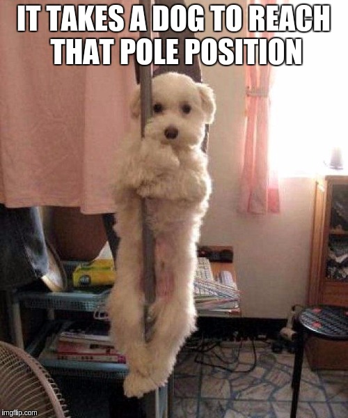 Raydog Owns The Matrix Icon | IT TAKES A DOG TO REACH THAT POLE POSITION | image tagged in memes,funny,raydog,matrix,icon | made w/ Imgflip meme maker