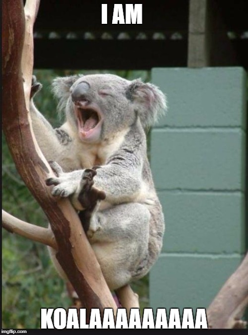 Koala yelling | I AM; KOALAAAAAAAAA | image tagged in koala yelling | made w/ Imgflip meme maker