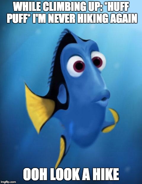 Dory | WHILE CLIMBING UP: *HUFF PUFF* I'M NEVER HIKING AGAIN; OOH LOOK A HIKE | image tagged in dory,AdviceAnimals | made w/ Imgflip meme maker
