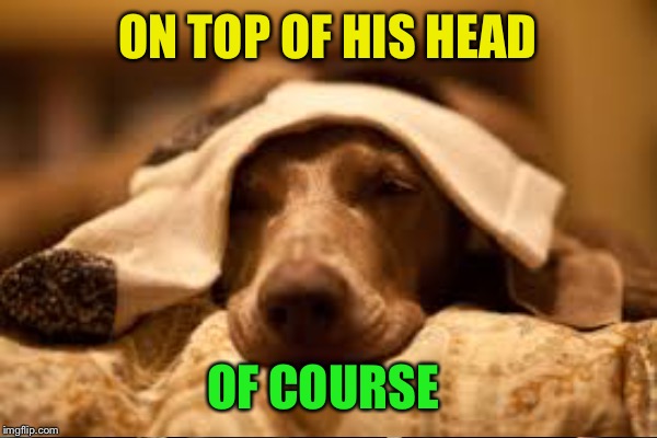 ON TOP OF HIS HEAD OF COURSE | made w/ Imgflip meme maker