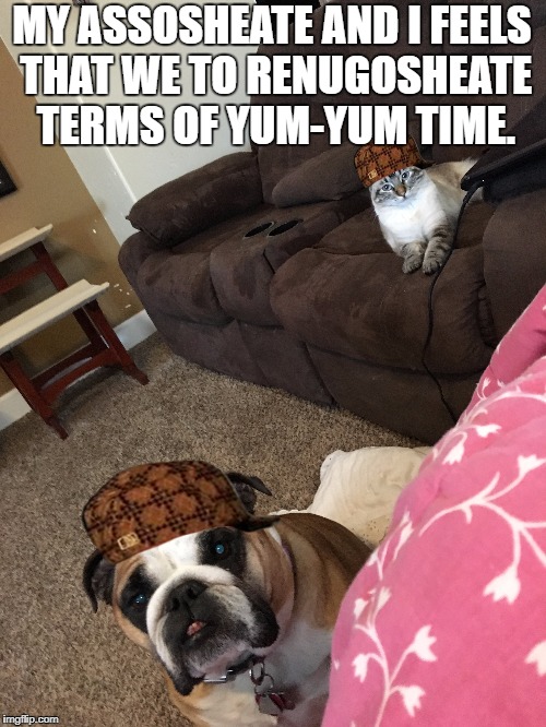 MY ASSOSHEATE AND I FEELS THAT WE TO RENUGOSHEATE TERMS OF YUM-YUM TIME. | image tagged in dogs,cats,pets | made w/ Imgflip meme maker