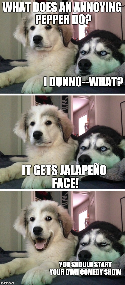 Bad pun dogs | WHAT DOES AN ANNOYING PEPPER DO? I DUNNO--WHAT? IT GETS JALAPEÑO FACE! YOU SHOULD START YOUR OWN COMEDY SHOW | image tagged in bad pun dogs | made w/ Imgflip meme maker