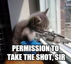 Sniper Cat | PERMISSION TO TAKE THE SHOT, SIR | image tagged in sniper cat | made w/ Imgflip meme maker