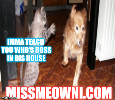 IMMA TEACH YOU WHO’S BOSS IN DIS HOUSE; MISSMEOWNI.COM | image tagged in cat,dogs,rivalry | made w/ Imgflip meme maker