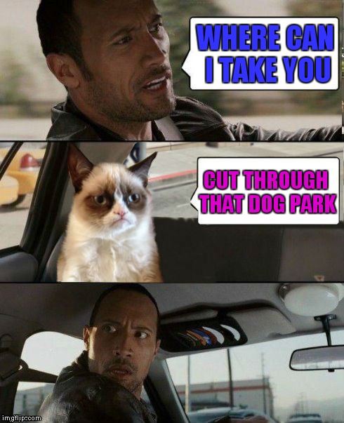 Grumpy's final destination... | WHERE CAN I TAKE YOU; CUT THROUGH THAT DOG PARK | image tagged in the rock driving,grumpy cat,the rock driving grumpy cat | made w/ Imgflip meme maker