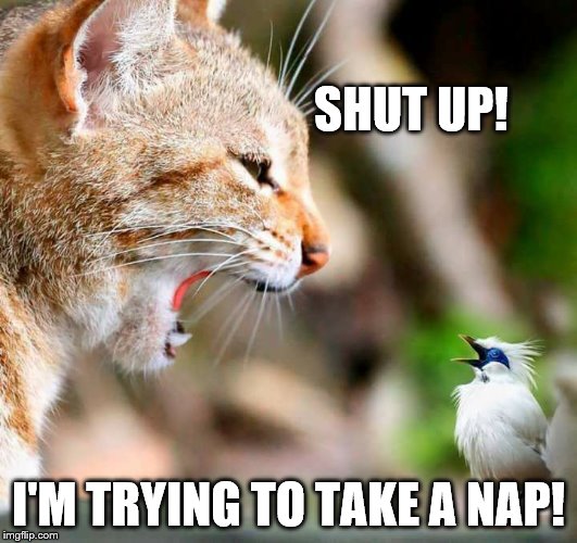 Shut up! | SHUT UP! I'M TRYING TO TAKE A NAP! | image tagged in quiet bird,funny cat memes | made w/ Imgflip meme maker