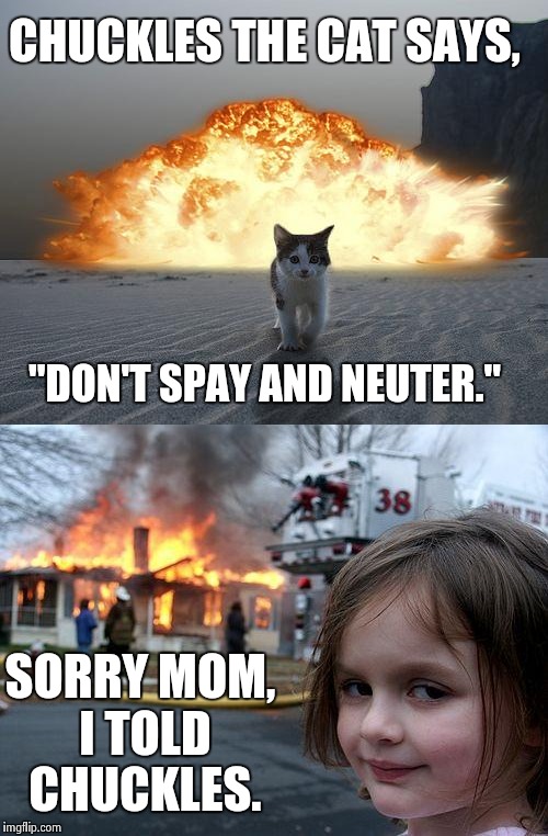 Chuckles The Cat | CHUCKLES THE CAT SAYS, "DON'T SPAY AND NEUTER."; SORRY MOM, I TOLD CHUCKLES. | image tagged in disaster girl,cat,cat explosion,funny animals,terrorist,say that again i dare you | made w/ Imgflip meme maker
