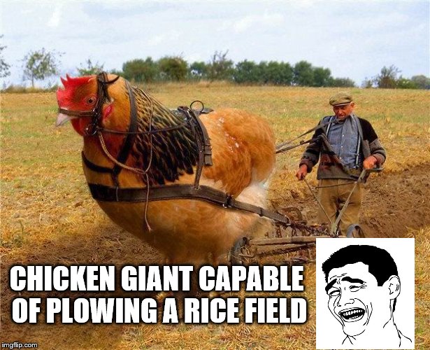 CHICKEN GIANT CAPABLE OF PLOWING A RICE FIELD | made w/ Imgflip meme maker