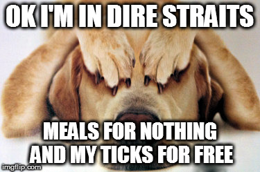 Dire Straits Dog | OK I'M IN DIRE STRAITS; MEALS FOR NOTHING AND MY TICKS FOR FREE | image tagged in cute dogs,dire straits,dogs,funny dogs | made w/ Imgflip meme maker