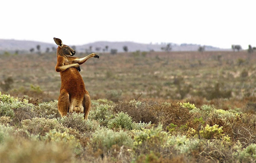 kangaroo1 Blank Meme Template