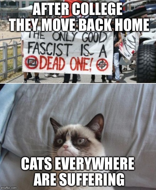 Grumpy cat vs antifa  | AFTER COLLEGE THEY MOVE BACK HOME; CATS EVERYWHERE ARE SUFFERING | image tagged in grumpy cat vs antifa | made w/ Imgflip meme maker