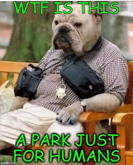  I'm not really a human person  | WTF IS THIS; A PARK JUST FOR HUMANS | image tagged in dogs,humans,park,memes,funny | made w/ Imgflip meme maker
