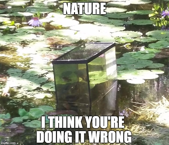This Was The Highlight Of My Day | NATURE; I THINK YOU'RE DOING IT WRONG | image tagged in fish tank | made w/ Imgflip meme maker