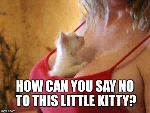 HOW CAN YOU SAY NO TO THIS LITTLE KITTY? | made w/ Imgflip meme maker