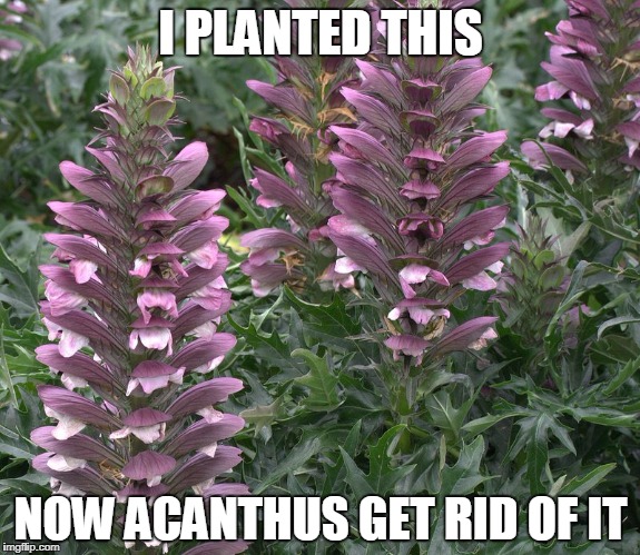 Acanthus get rid of it | I PLANTED THIS; NOW ACANTHUS GET RID OF IT | image tagged in plant,puns,bad pun,acanthus,botany | made w/ Imgflip meme maker
