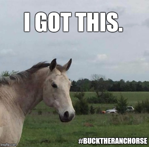 I GOT THIS. #BUCKTHERANCHORSE | image tagged in buck the ranch horse,poco tivio,grey horse | made w/ Imgflip meme maker