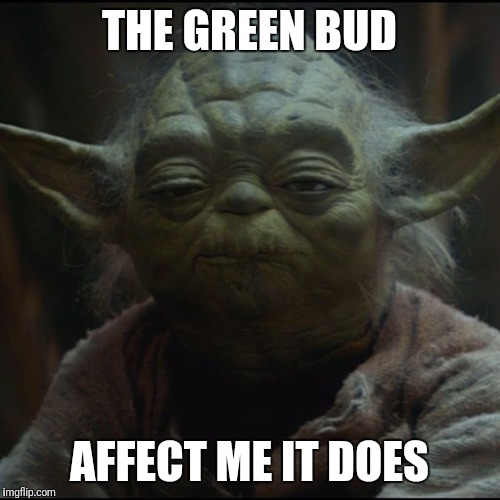 THE GREEN BUD; AFFECT ME IT DOES | image tagged in yoda stoned,yoda,star wars,star wars memes,pot,marijuana | made w/ Imgflip meme maker