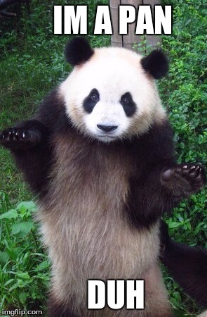 Confused panda | IM A PAN; DUH | image tagged in confused panda | made w/ Imgflip meme maker