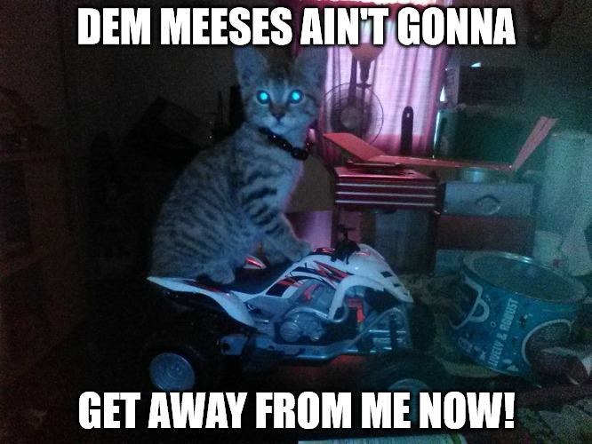 Miss Pearl uses her ATV in the ancient art of Mouse Catching | DEM MEESES AIN'T GONNA; GET AWAY FROM ME NOW! | image tagged in kitten,atv,mouse catching,memes | made w/ Imgflip meme maker