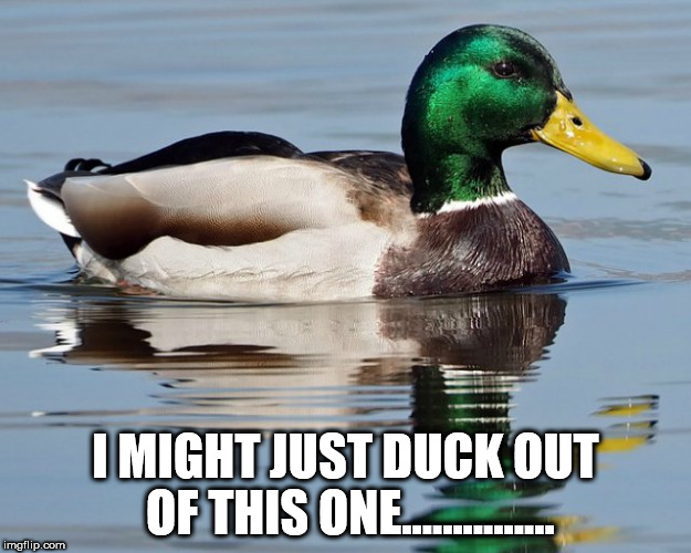 I MIGHT JUST DUCK OUT OF THIS ONE............... | image tagged in duck | made w/ Imgflip meme maker