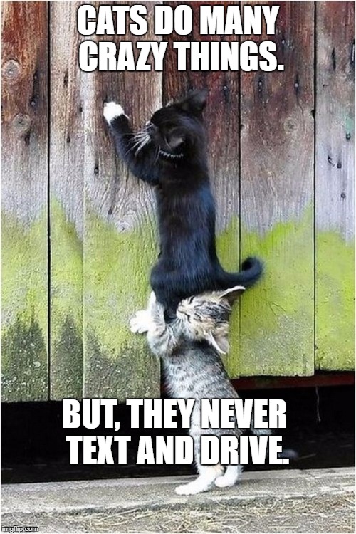 collaborating cats | CATS DO MANY CRAZY THINGS. BUT, THEY NEVER TEXT AND DRIVE. | image tagged in collaborating cats | made w/ Imgflip meme maker