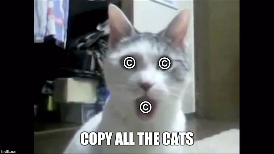© COPY ALL THE CATS © © | made w/ Imgflip meme maker