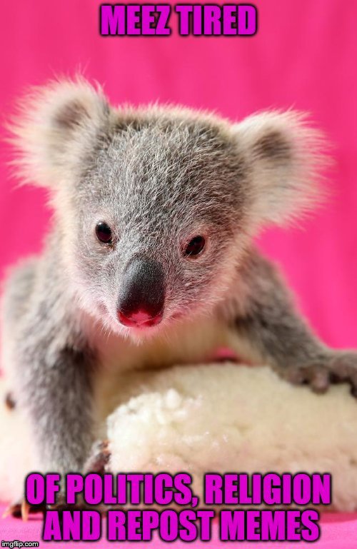 image tagged in cute koala,distraction | made w/ Imgflip meme maker
