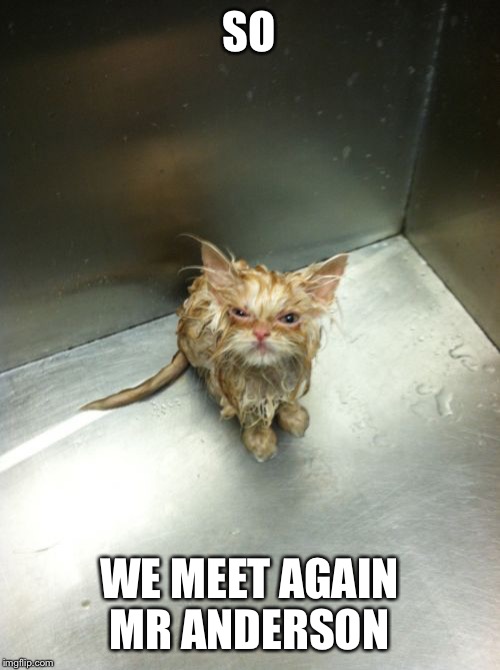 Kill You Cat Meme | SO; WE MEET AGAIN MR ANDERSON | image tagged in memes,kill you cat | made w/ Imgflip meme maker
