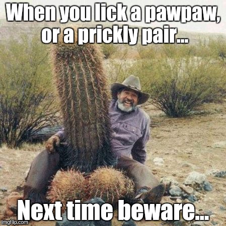 The bare necessities? | When you lick a pawpaw, or a prickly pair... Next time beware... | image tagged in cactus,balls,lick | made w/ Imgflip meme maker