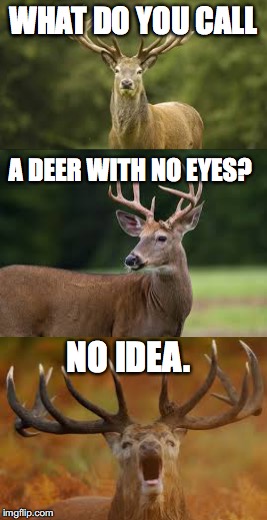 got no eye deer either | WHAT DO YOU CALL; A DEER WITH NO EYES? NO IDEA. | image tagged in memes,deer,bad pun | made w/ Imgflip meme maker