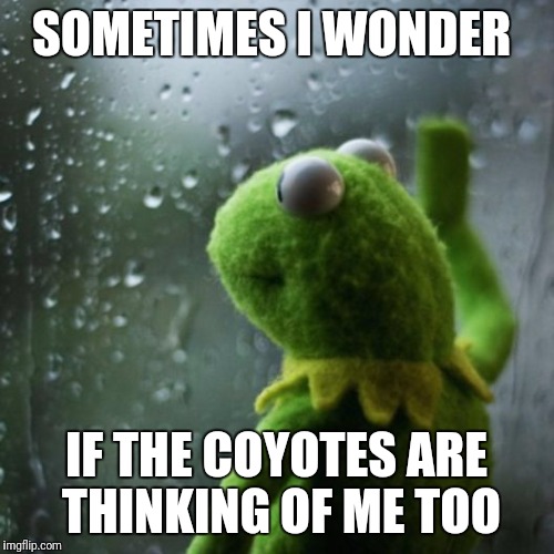 sometimes I wonder  | SOMETIMES I WONDER; IF THE COYOTES ARE THINKING OF ME TOO | image tagged in sometimes i wonder | made w/ Imgflip meme maker