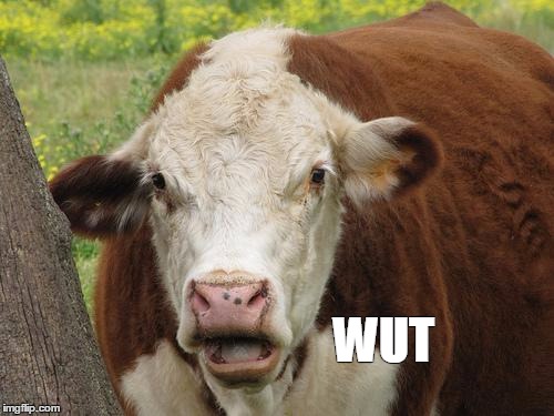 Cow Wut | WUT | image tagged in cow wut | made w/ Imgflip meme maker